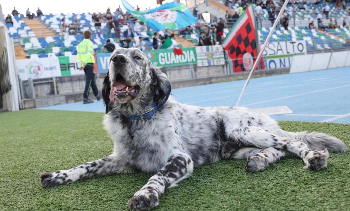 FERALPISALÒ SERIE C - CANE LEO