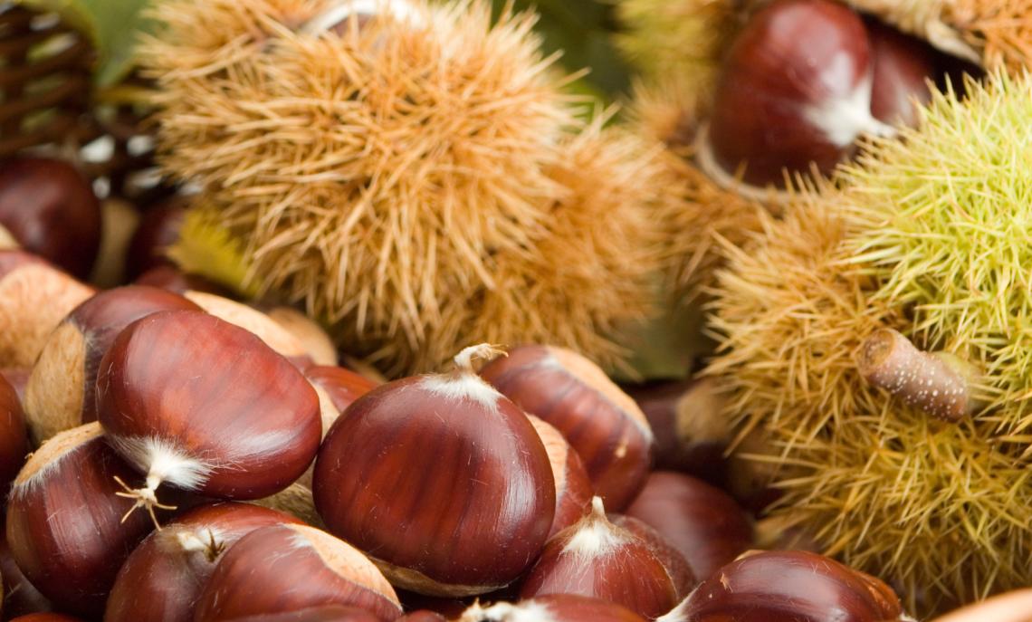 Festa dei Bilig&ograve;cc: Castegnone apre le sue corti al gusto e alla memoria