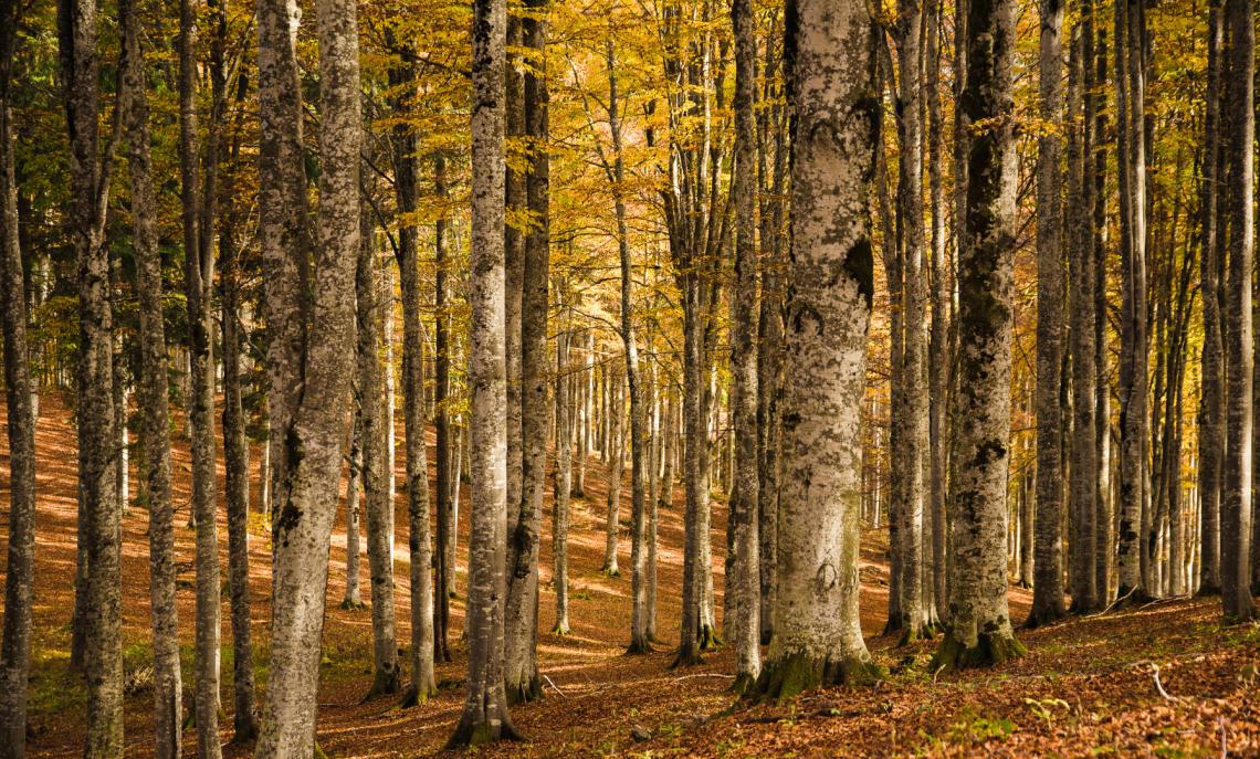 FAI&hellip; Trekking: alla scoperta dei boschi della Valcuvia e della Rocca di Orino