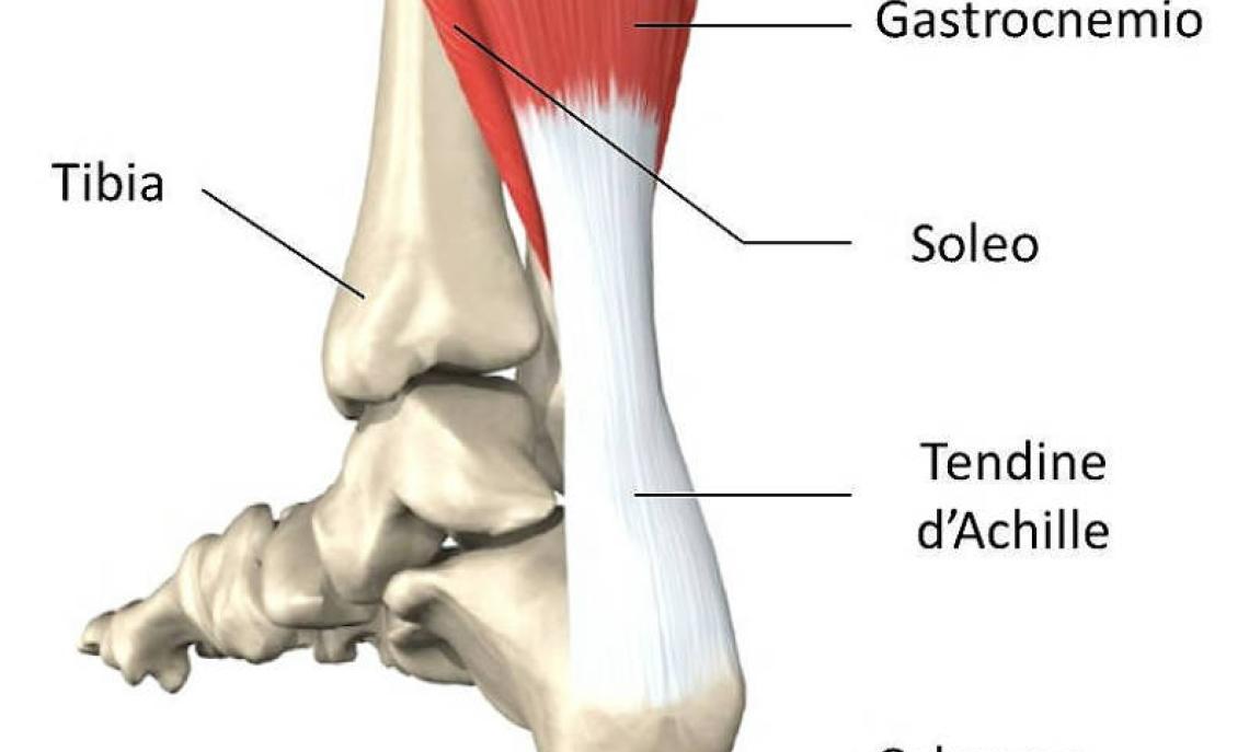 Il Tendine d'Achille