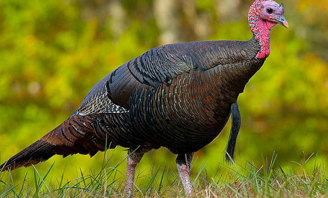 Il tacchino, simbolo della festa del Giorno del Ringraziamento