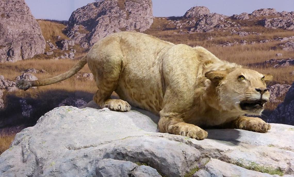 Immagine ricostruita di uno dei leoni delle caverne