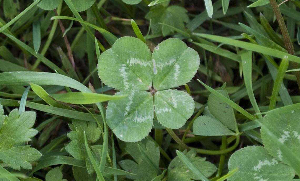 Quadrifoglio, rituali nel mondo del calcio (foto wikipedia.org)
