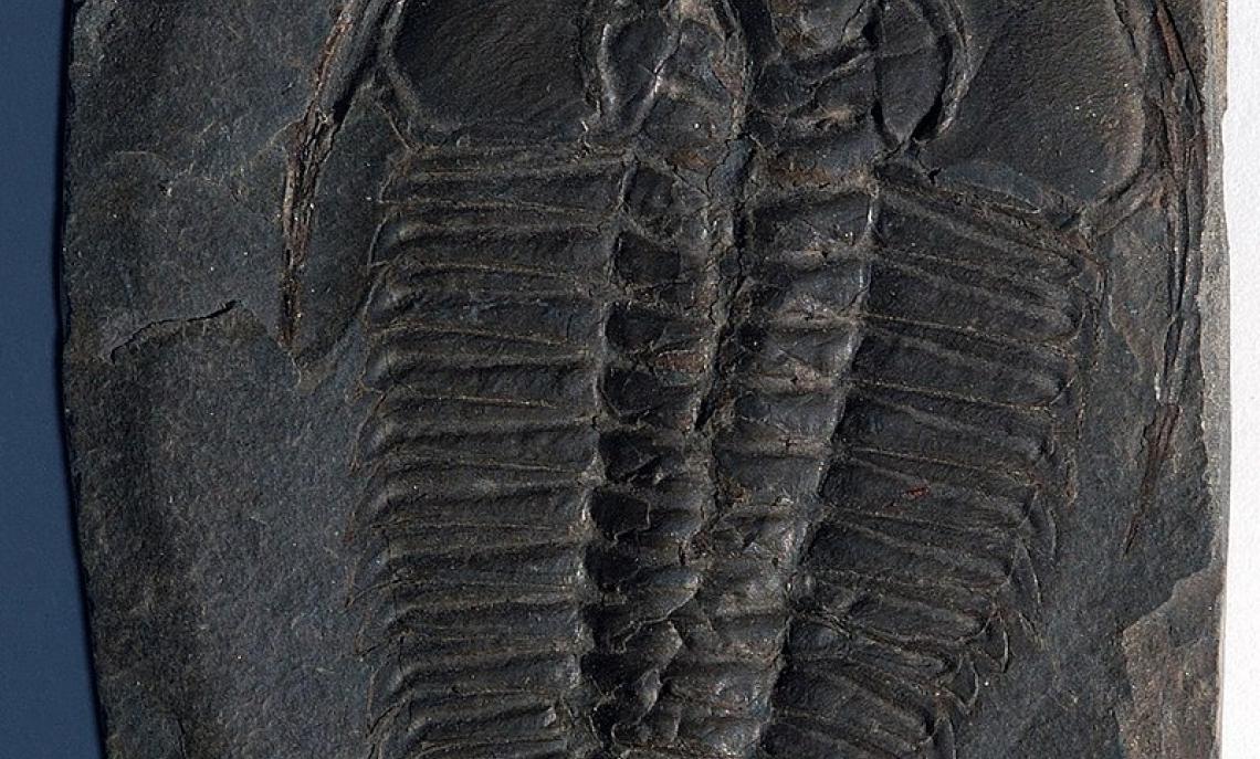 Un fossile di trilobite, simbolo del periodo Cambriano
