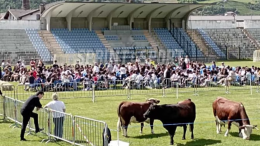 L'ultima beffa: lo storico stadio che ospitò la Serie C diventa un pascolo per mucche