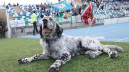 A 16 anni ci lascia il primo cane mascotte del calcio italiano: lo volevano sopprimere, è diventato un amico di tutti