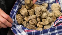 Trifola d’Or di Murisengo diventa Fiera Internazionale del Tartufo Bianco