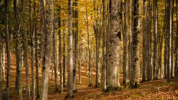 FAI… Trekking: alla scoperta dei boschi della Valcuvia e della Rocca di Orino