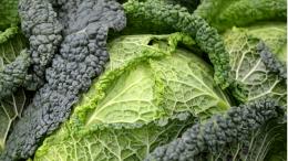 Sagra del Cavolo Verza 2025: a Montalto Dora il gusto della tradizione contadina