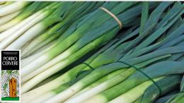 Fiera del Porro di Cervere 2025, il PalaPorro accende l’autunno della Granda