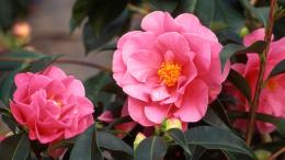 58&ordf; Mostra della Camelia