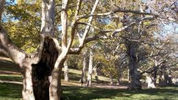 Clonata un'antica pianta dentro il cuore verde di Roma
